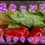 貧乏キャンプ飯 ツルムラサキで３品作る チャーハン スープ 天ぷら
