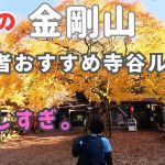 【金剛山】初心者おすすめ寺谷ルートで登ってキャンプ場でピザパ