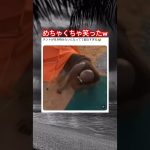 テントが生き物w #shorts#tiktok#Twitter#おもしろ#お笑い#おすすめ#テント#おもちゃ #ドッキリ #面白い#おもしろ動画#爆笑#バズれ
