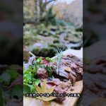 【大自然の中で極上ステーキ焼いてみた！】#キャンプ飯#camp#steak#アウトドア#shorts#shortsfood