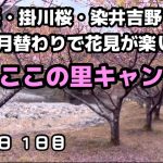 【お花見キャンプにオススメ】ワンタッチテントで簡単設営  ならここの里キャンプ場 １日目
