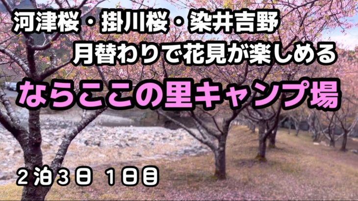 【お花見キャンプにオススメ】ワンタッチテントで簡単設営  ならここの里キャンプ場 １日目