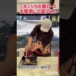 ニホンジカの肩ロースを使った鹿肉皿うどん #ジビエ料理 #鹿肉 #ニホンジカ