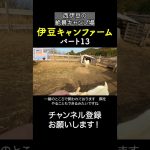 伊豆キャンファーム！景色だけでも行く価値あり！13 #キャンプ場紹介  #伊豆キャンファーム #キャンプ