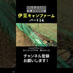 伊豆キャンファーム！景色だけでも行く価値あり！14 #キャンプ場紹介  #伊豆キャンファーム #キャンプ