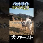 犬連れキャンプ神サイト7選 #犬連れキャンプ #ペットサイト #ペットOKキャンプ #キャンプ場紹介 #キャンプおすすめ #Shorts #camping #campingwithdog  #キャンプ