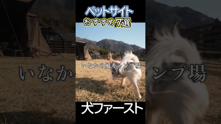 犬連れキャンプ神サイト7選 #犬連れキャンプ #ペットサイト #ペットOKキャンプ #キャンプ場紹介 #キャンプおすすめ #Shorts #camping #campingwithdog  #キャンプ