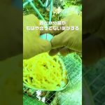 キャンプ飯 ローホルを食す男　 #アウトドア #ローソンホルモン #キャンプ飯