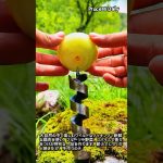 【キャンプ料理】丸鶏の塩釜焼きの作り方・全工程を紹介 #worker #process #recipe #cooking #survival